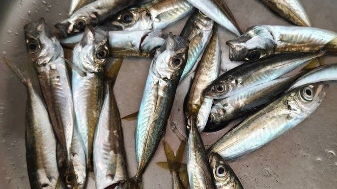  özel kalamar avı turlarımız ile bölgenin gizli hazinelerini